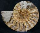 Beautiful Polished Ammonite Pair - Crystal Lined #8444-3